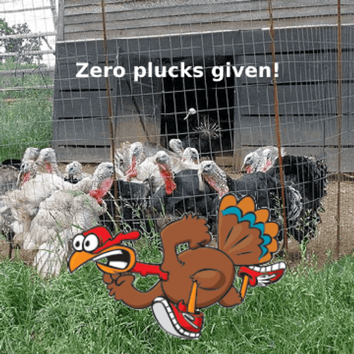Turkey Zero Plucks Thanksgiving Meme GIF