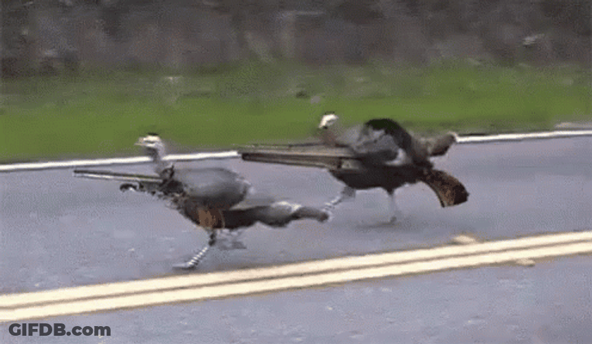 Turkeys Holding Hunting Rifles Meme GIF
