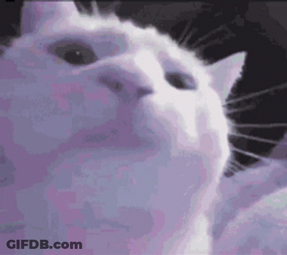 Turkish Angora Party Cat GIF