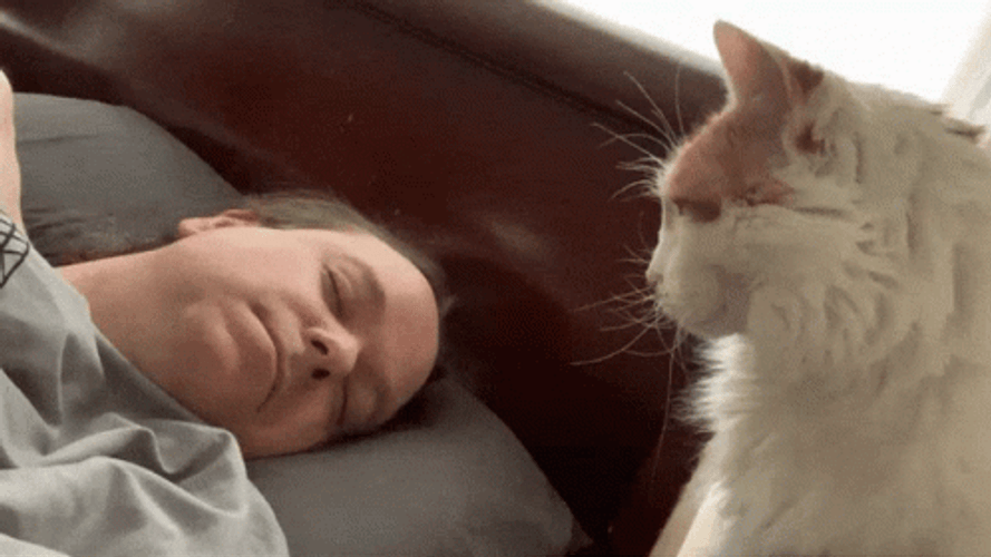 Turkish Van Cat Poke Man's Nose GIF