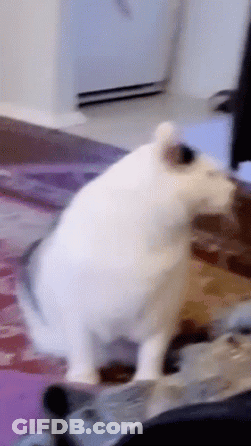 Turkish Van Huh Cat Meme GIF