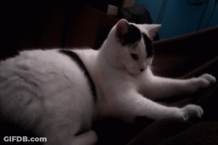Turkish Van Purr Cat GIF
