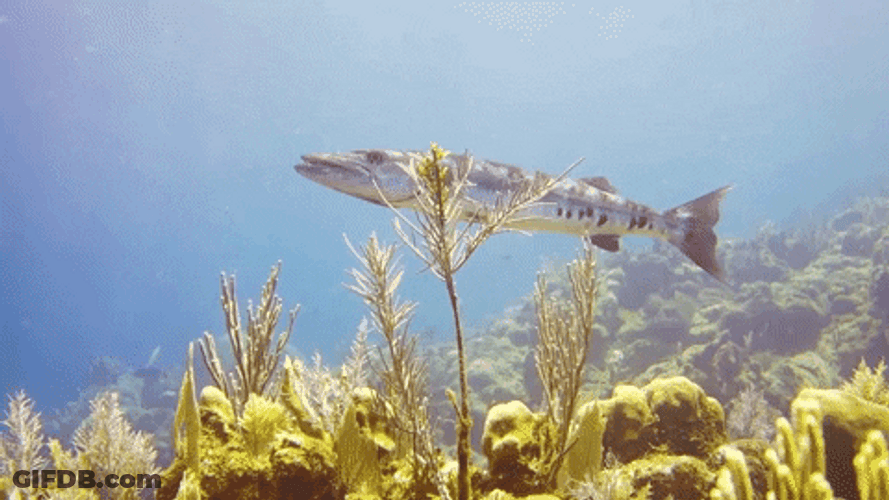 Turks And Caicos Islands Fish GIF