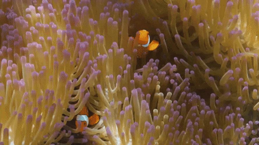 Turks And Caicos Sea Anemones GIF