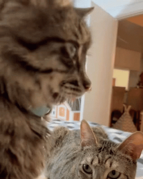 Turning Head Surprised Cat GIF