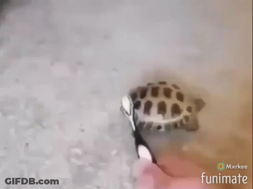 Turtle Brushed With Toothbrush Funimate GIF