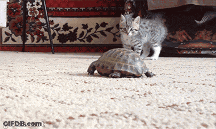 Turtle Cat Friends Cute Playing GIF