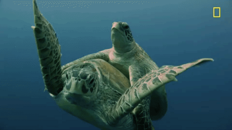 Turtle Couple Swimming Under Ocean GIF