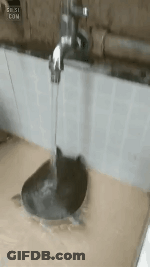 Turtle Covers Spout GIF