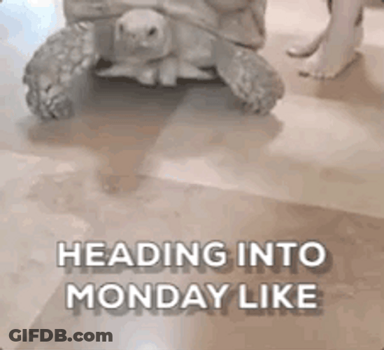 Turtle Crawling In Crazy Monday GIF