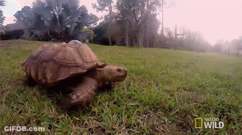 Turtle Crawling On Grassy Field National Geographic Wild GIF
