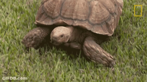 Turtle Crawling Through Grass With National Geographic Logo GIF