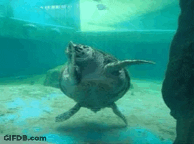 Turtle Dancing In Aquarium GIF