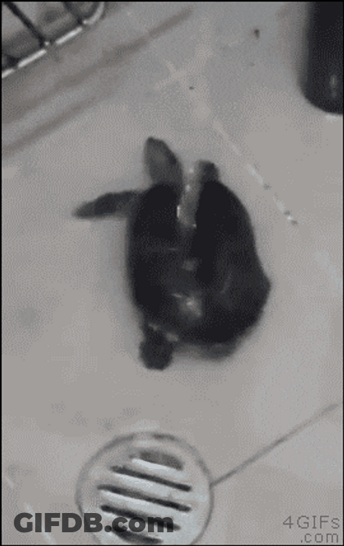 Turtle Dancing In Bathroom GIF