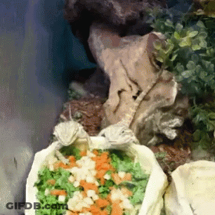 Turtle Eating Bag Of Vegetables In Front Of Rock GIF