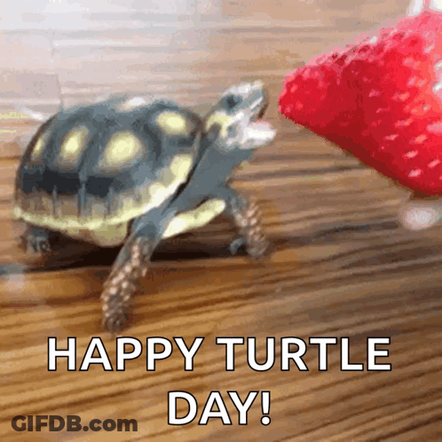 Turtle Eating Strawberry Slice Says Happy Turtle Day GIF