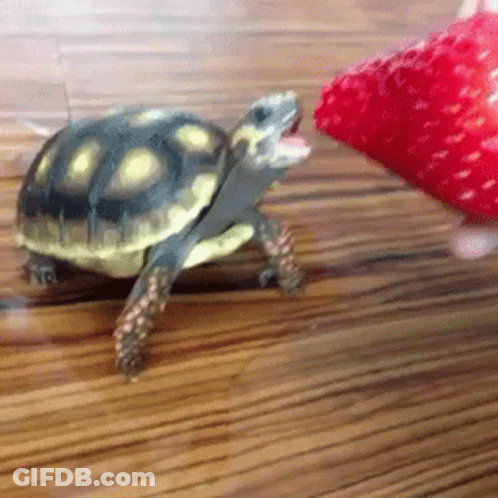 Turtle Eating Strawberry GIF