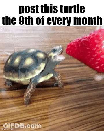 Turtle Eating Strawberry GIF