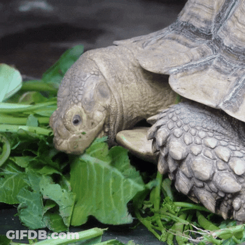 Turtle Enjoys His Leaf Meal GIF