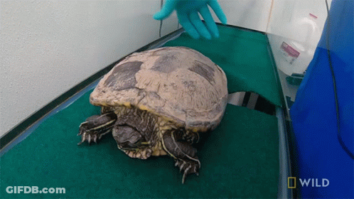 Turtle Examined By Veterinarian With National Geographic Logo GIF