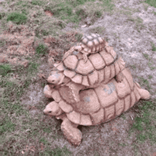Turtle Family Amazing Piggy Back GIF