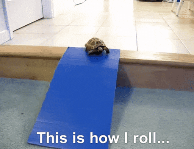 Turtle How I Roll Slide Down GIF