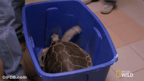 Turtle In Blue Bin Saying Nat Geo Wild GIF
