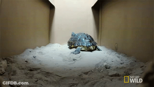 Turtle In Box Saying Nat Geo Wild GIF