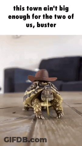 Turtle In Cowboy Hat With Straw Walking On Wooden Floor GIF