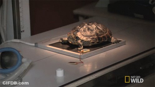 Turtle In Front Of National Geographic Wild Logo GIF