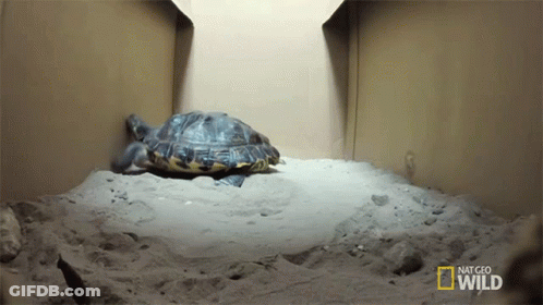 Turtle In National Geographic Wild Box GIF