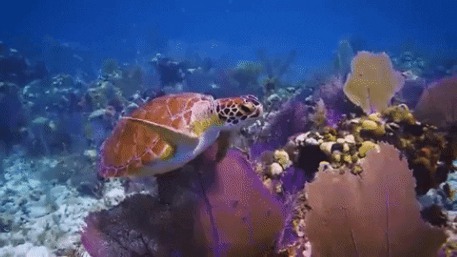 Turtle In Ocean Nature Swimming GIF