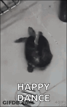 Turtle In Sink Happy Dance GIF
