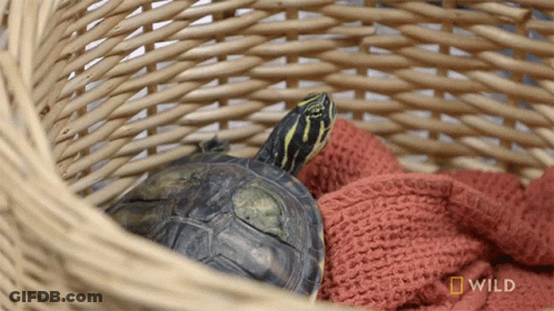 Turtle In Wicker Basket With National Geographic Wild Logo GIF