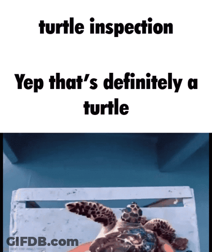 Turtle Inspection Meme GIF