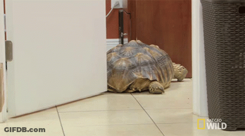 Turtle Laying By Door National Geographic Wild GIF