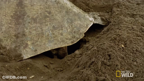 Turtle Laying Eggs In Dirt National Geographic Wild GIF