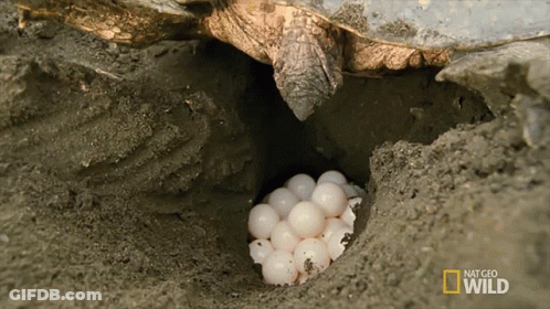 Turtle Laying Eggs In Dirt With National Geographic Wild Logo GIF