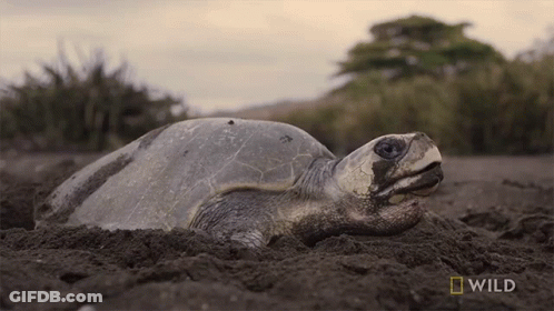Turtle Laying In Dirt Saying Wild GIF
