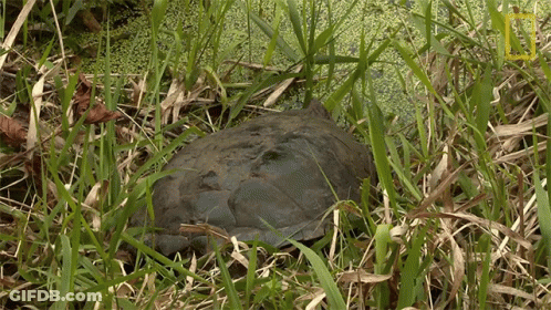 Turtle Laying In Grass With National Geographic Logo GIF