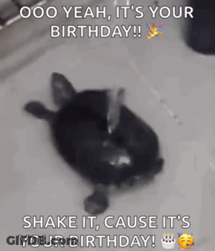 Turtle Laying In Sink With Birthday Cake GIF