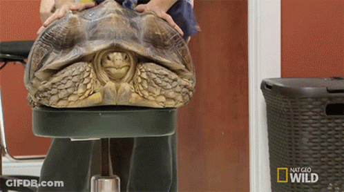 Turtle Laying Next To National Geographic Wild Door GIF