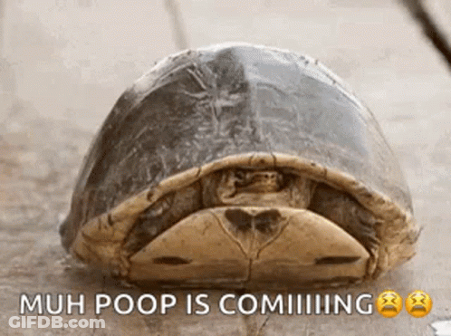 Turtle Laying On Ground Muh Poop Is Coming GIF