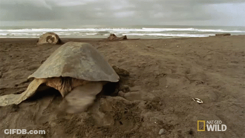 Turtle Laying On Ground National Geographic Wild GIF
