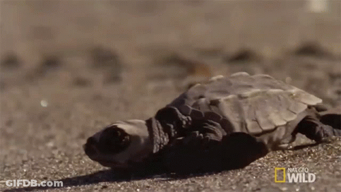 Turtle Laying On Ground National Geographic Wild GIF