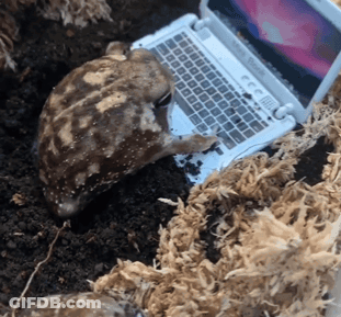 Turtle Laying On Macbook Pro GIF