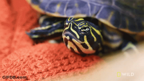 Turtle Laying On Red Carpet GIF