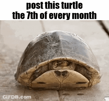 Turtle Laying On Wooden Surface GIF