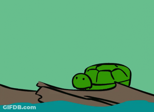 Turtle Looking At Fly GIF
