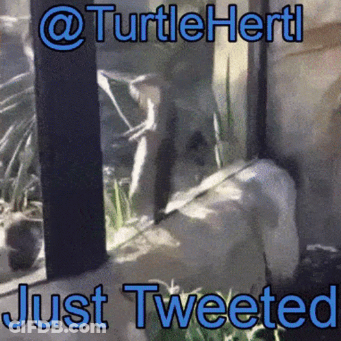 Turtle Looking Out Window GIF